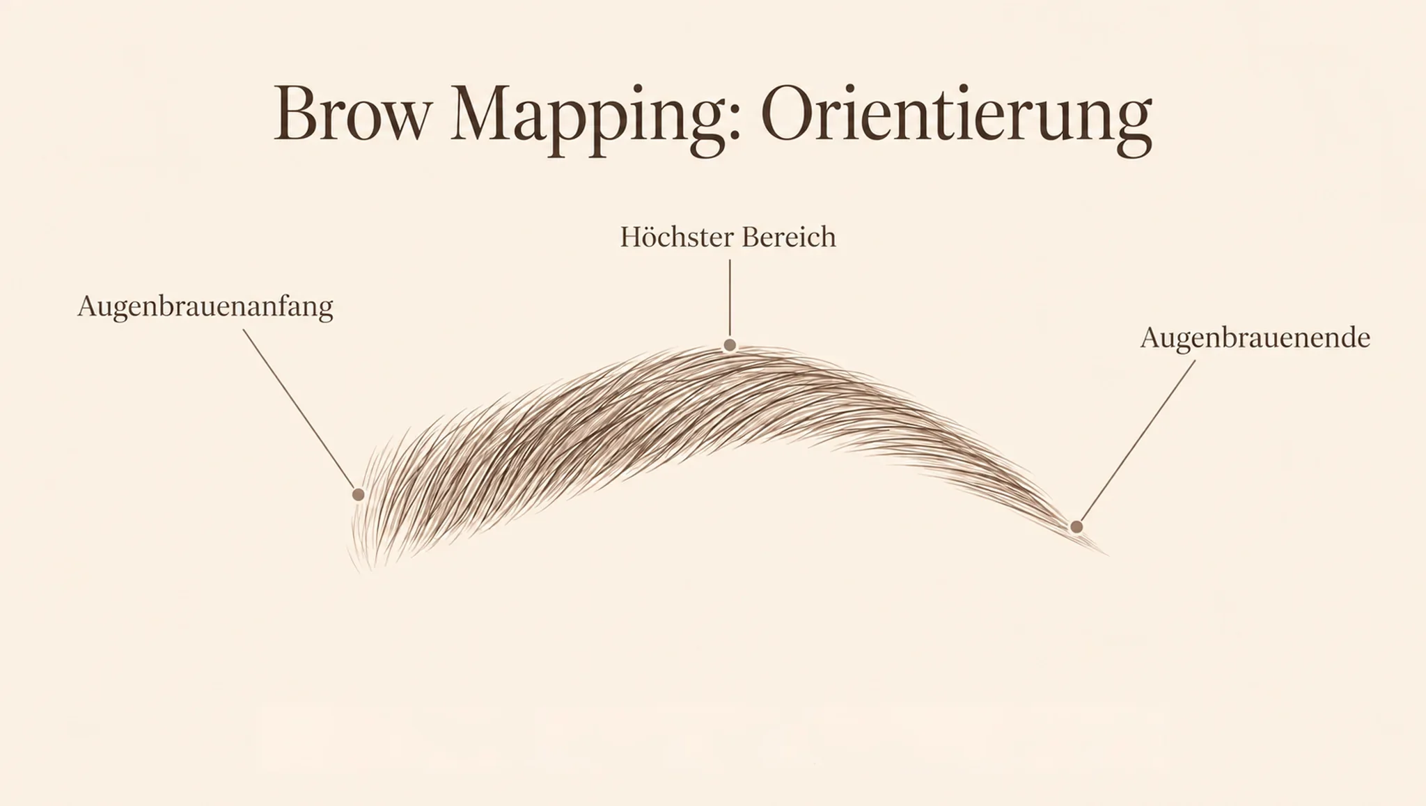 Illustration einer schematischen Augenbraue mit Augenbrauenanfang, höchstem Bereich und Augenbrauenende.